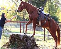 trail-riding-quarter-horse