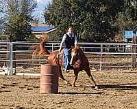 chestnut-quarter-horse-gelding