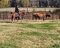 chestnut-husband-safe-horse