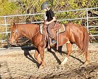 chestnut-ridden-english-horse