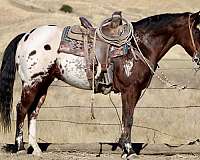 bay-appaloosa-horse