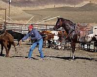 all-around-quarter-horse