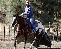 appaloosa-quarter-horse