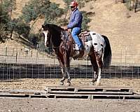 beginner-safe-quarter-horse