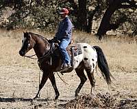 family-horse-quarter