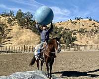 ranch-work-quarter-horse