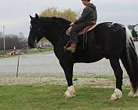 pinto-half-white-half-black-horse