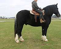 half-white-half-black-horse