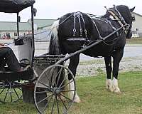 driving-draft-horse