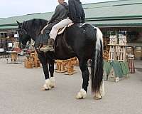 draft-horse