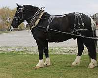 husband-safe-draft-horse