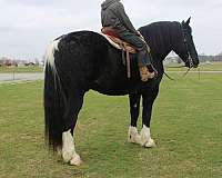 all-around-draft-horse