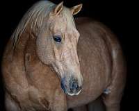 palomino-star-horse