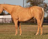 ranch-work-quarter-horse