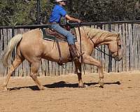 beginner-safe-quarter-horse