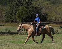 all-around-quarter-horse