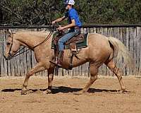 experienced-quarter-horse