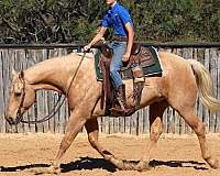 husband-safe-quarter-horse