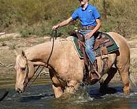 ranch-quarter-horse