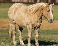 palomino-star-horse