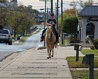 beginner-safe-quarter-horse