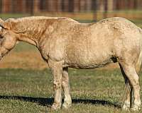 quarter-horse