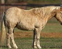 ranch-work-quarter-horse