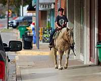 trail-quarter-horse