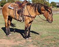 ranch-work-quarter-horse