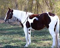 quarter-horse