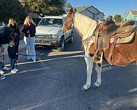 beginner-safe-quarter-horse