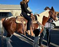 trail-quarter-horse