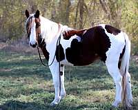 age-quarter-horse