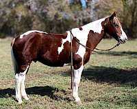 all-quarter-horse