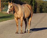 palomino-blaze-rear-socks-horse