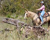 trail-quarter-horse