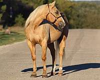 ranch-quarter-horse