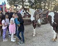 family-horse-quarter