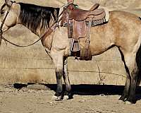 buckskin-sock-horse