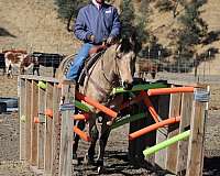 beginner-safe-quarter-horse