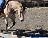 ranch-work-quarter-horse