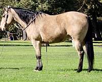 athletic-quarter-horse