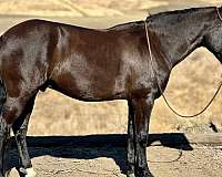 beginner-safe-quarter-horse