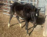 black-star-2-white-hind-socks-horse