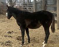 gallo-del-cielo-grandson-quarter-horse