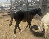 gallo-del-cielo-grandson-horse