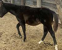 gallo-del-cielo-grandson-colt