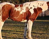 ranch-work-quarter-horse