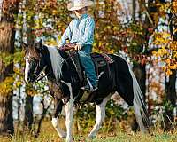 ready-to-saddle-quarter-horse