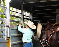 ready-to-saddle-gelding